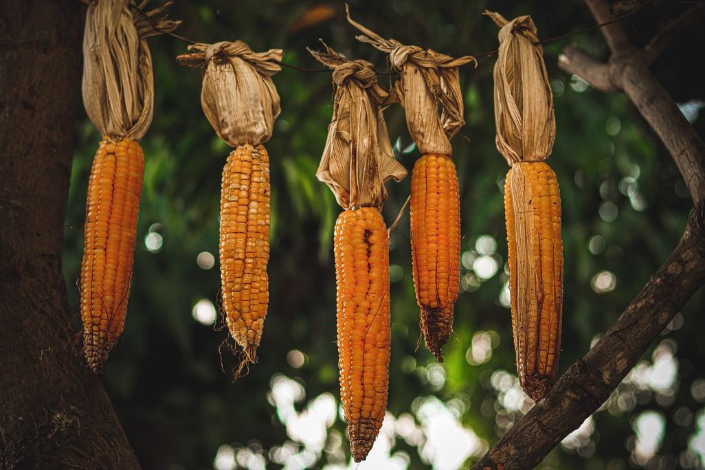 five cobs of yellow corn hanging by their leaves off of a wire hung on a tree