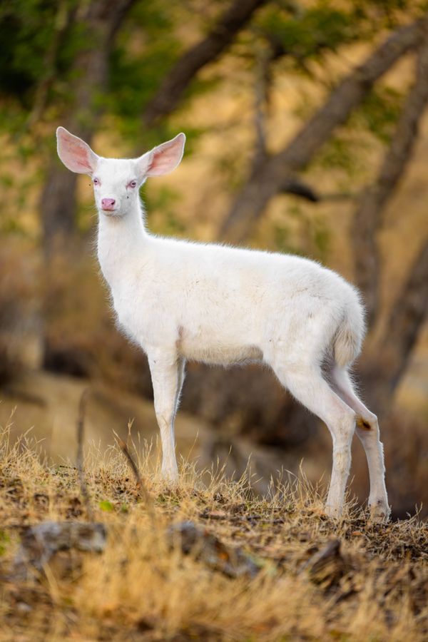 Albino Mule Deer: One in 30,000 thumbnail