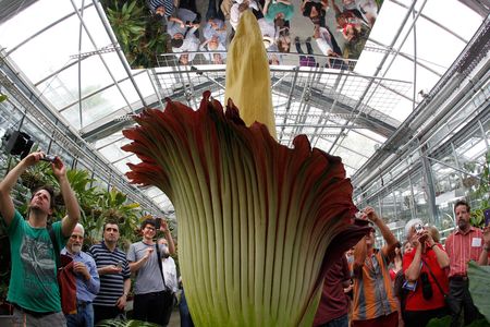 Visitors get a load of a blooming corpse flower in Basel, Switzerland in 2013. A similar flower failed to launch in Chicago this weekend. 