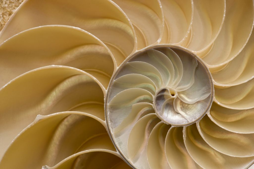 cross section of a chambered nautilus shell