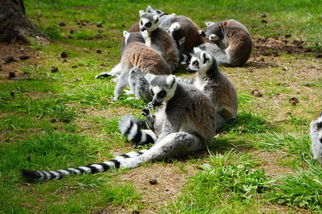 Group of lemurs sitting on grass