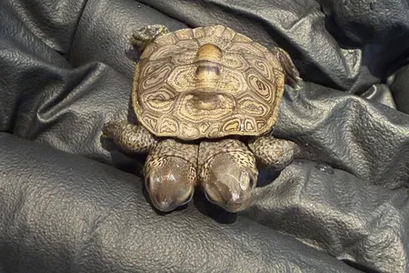 The rare two-headed turtle was found at a proteted nesting site.