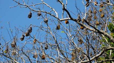 Flying foxes roost in the trees in Sydney's Royal Botanic Gardens in 2008.