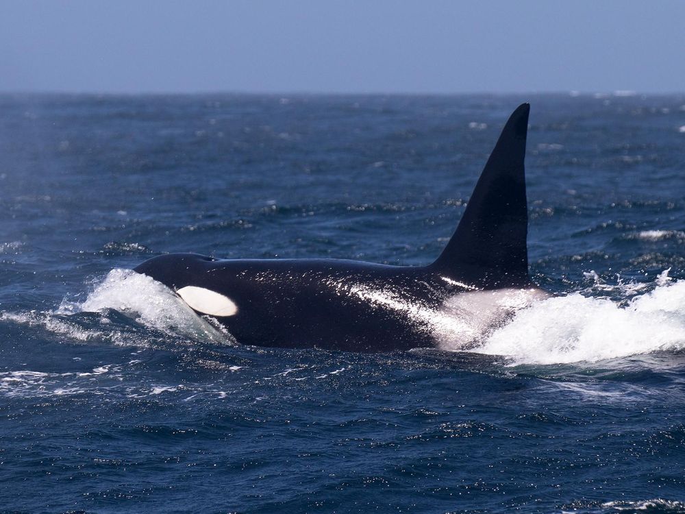 adult male transient or Bigg's killer whale