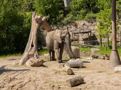 LouLou, an elephant at the Cheyenne Mountain Zoo, was one of five that the Nonhuman Rights Project claimed in a lawsuit should be able to live in a sanctuary.