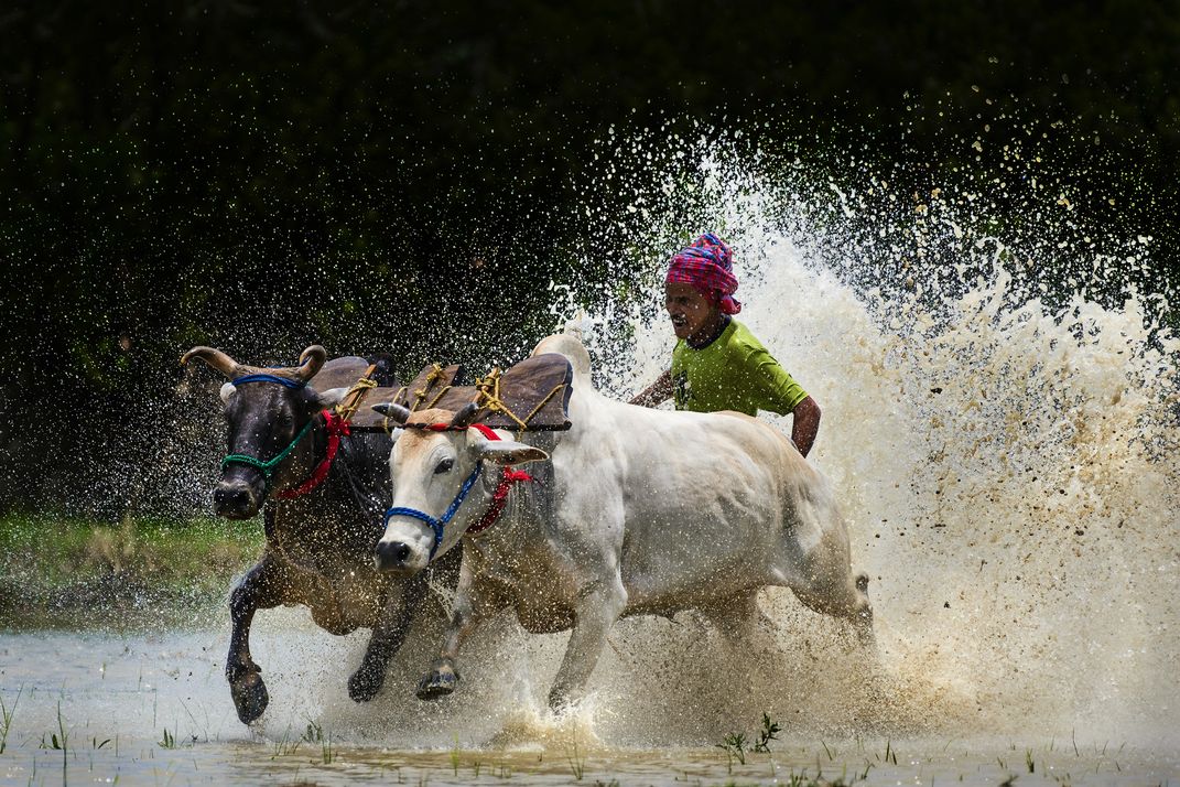 bull race | Smithsonian Photo Contest | Smithsonian Magazine