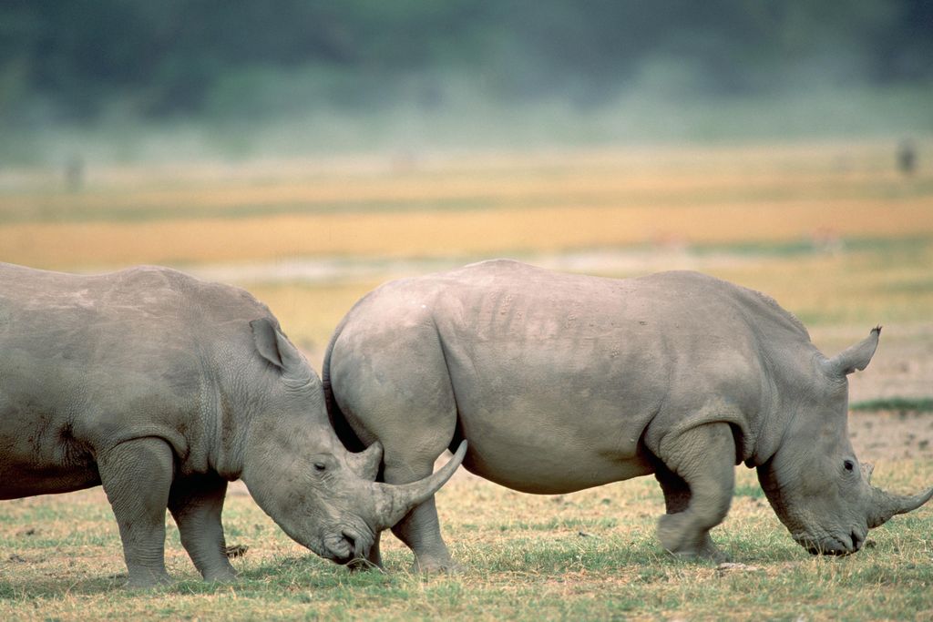 white rhinos