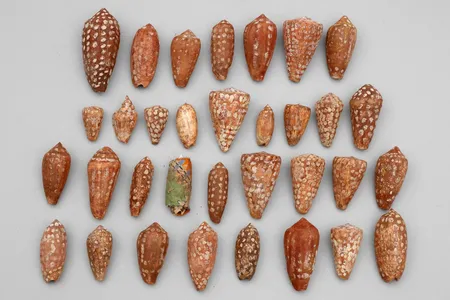 These shell dolls were among the artifacts that the Manchester Museum returned to the&nbsp;Anindilyakwa people of Australia.