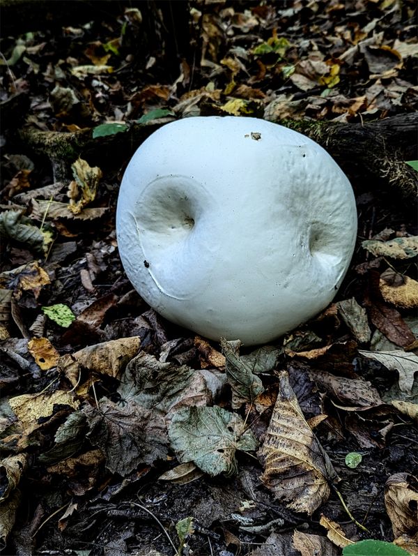 A giant puffball after the rakn thumbnail