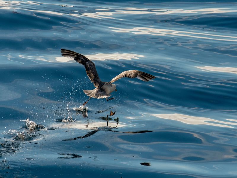 Running bird Smithsonian Photo Contest Smithsonian Magazine