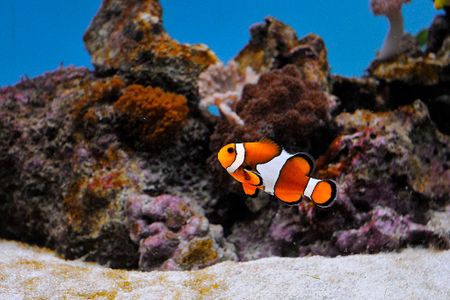 Lead author Emily Fobert says, “The presence of light is clearly interfering with an environmental cue that initiates hatching in clownfish"