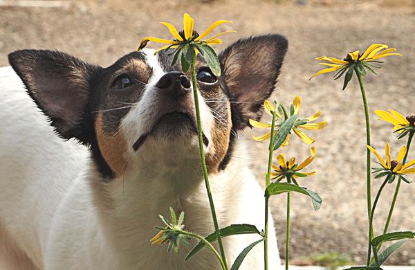 A Dog enjoying the last blooms of Summer thumbnail
