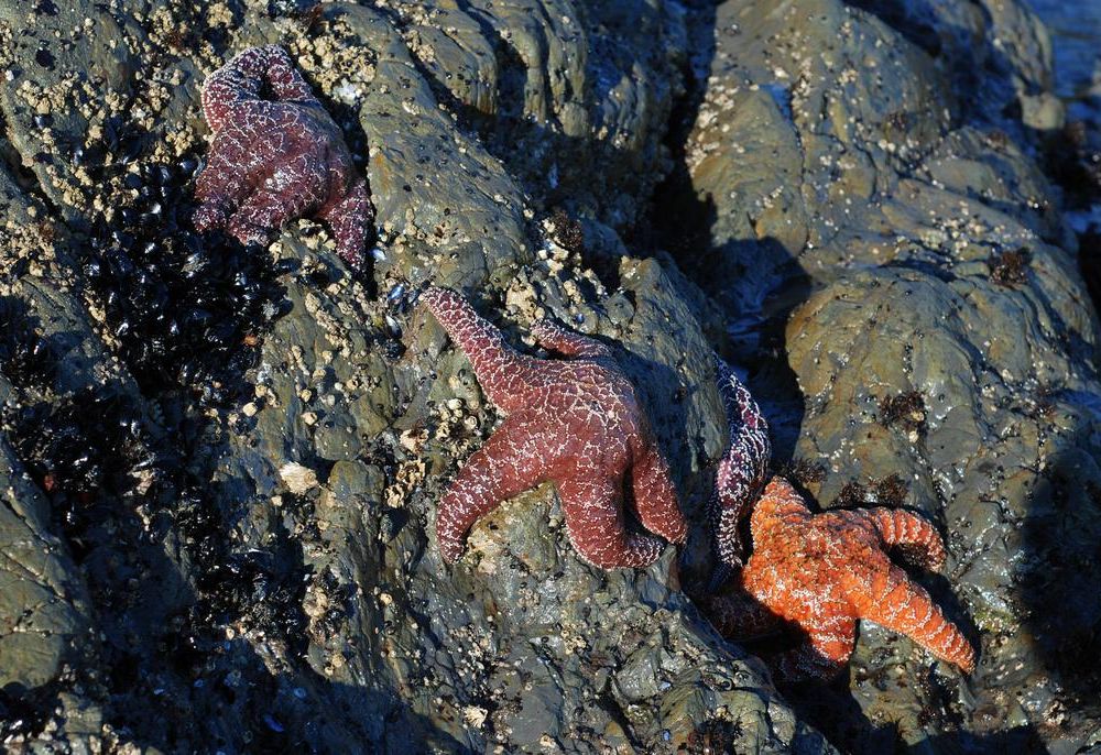 purple sea star