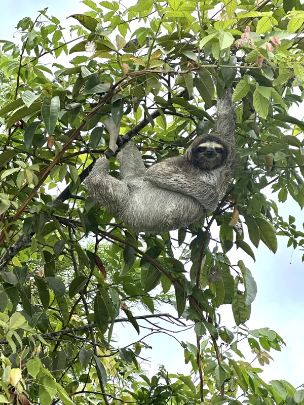 A sloth in a tree near Gatun Lake in Panama thumbnail