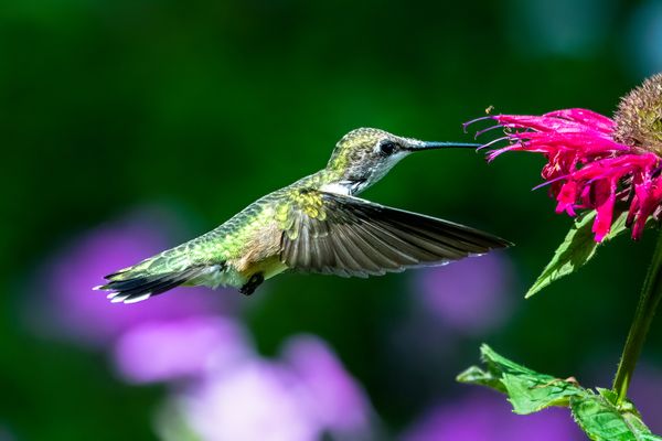 Ruby-throated Hummingbird great eats! thumbnail