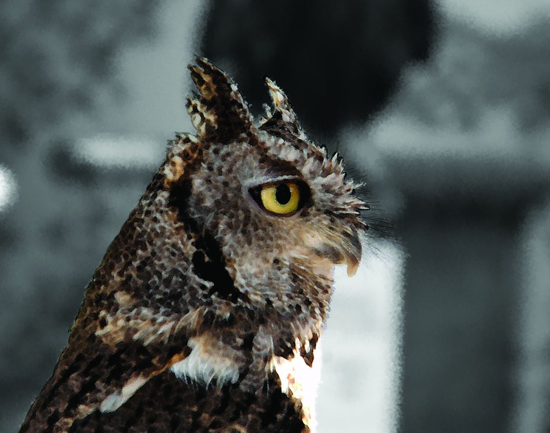 Alert Owl At Rescue Center In Alaska Smithsonian Photo Contest