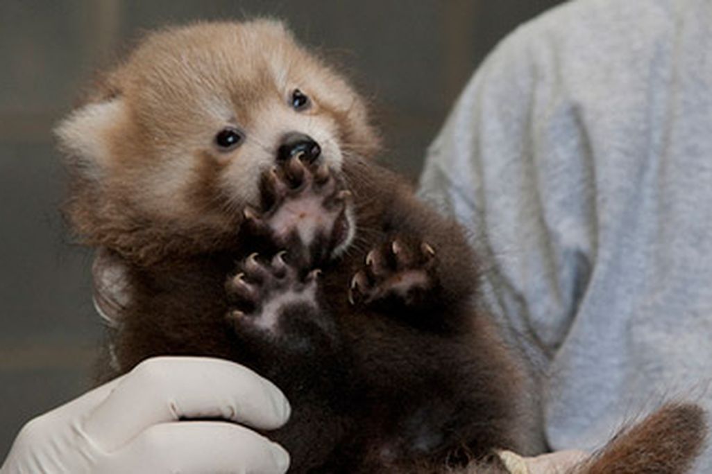 The adorable red panda cub