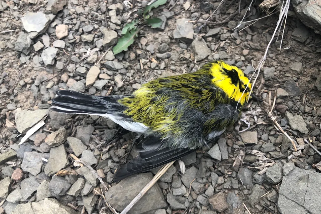 A dead Townsend's Warbler in gravel