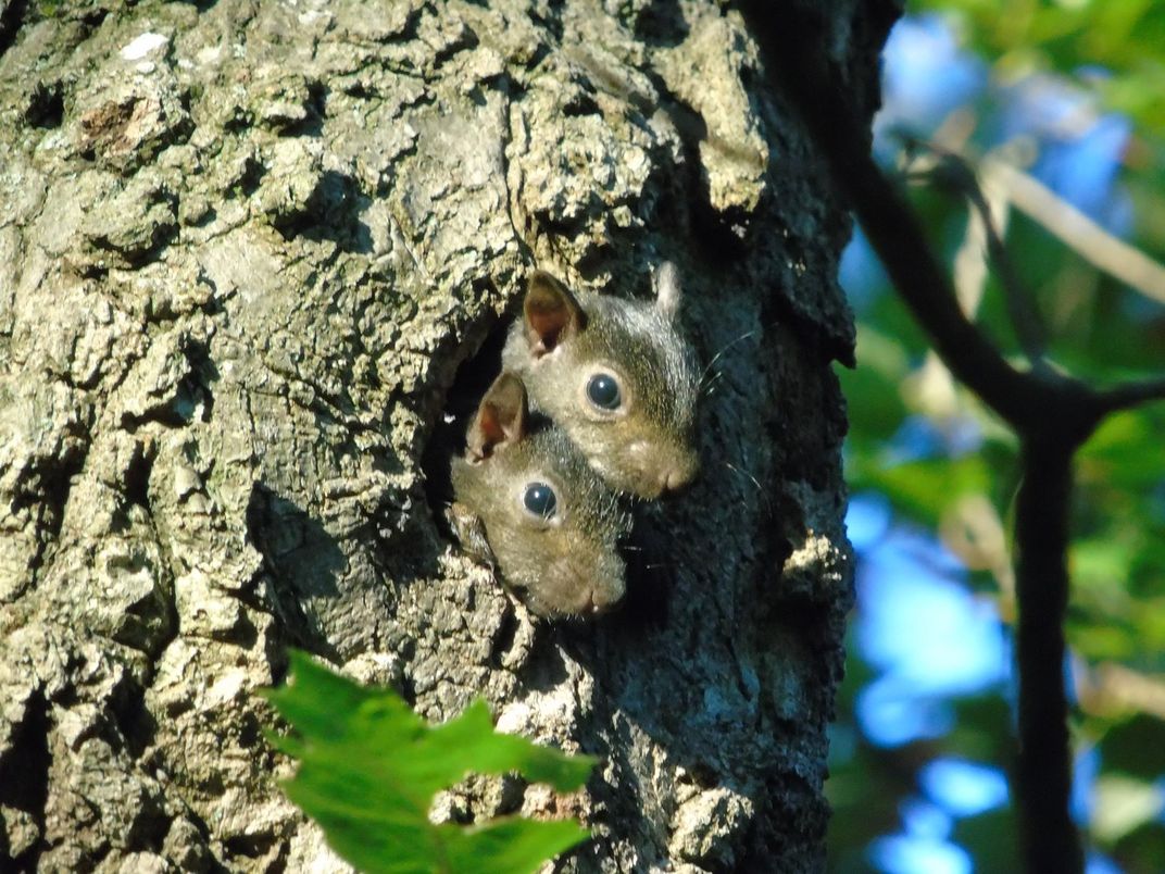 Two young squirrels resting after wrestling with their sibling