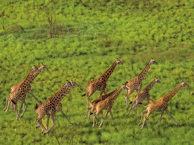 Nubian giraffes in South Sudan during an aerial survey in April 2023. The area is home to what is probably the planet&rsquo;s largest land mammal migration.
