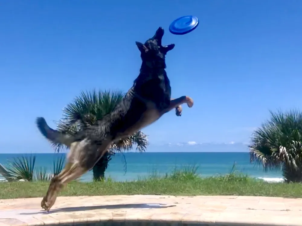 German sales shepherd frisbee