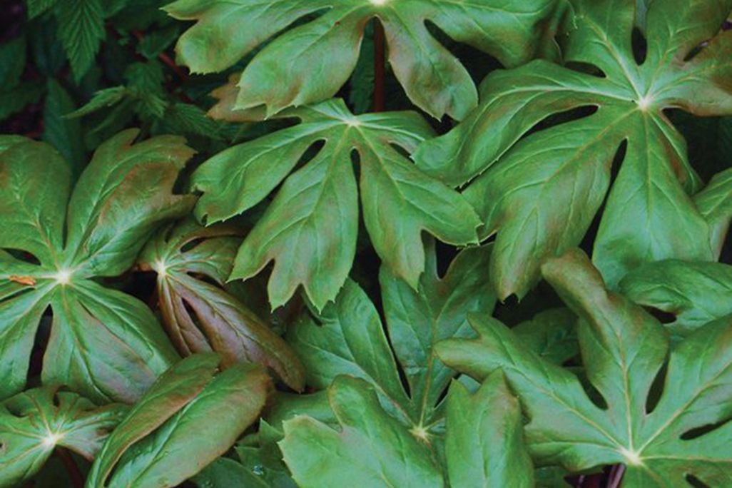 mayapple.jpg