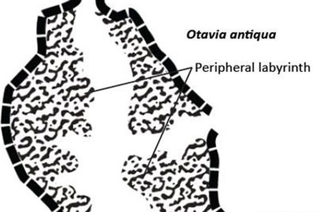 Otavia is globular or ovoid in shape.