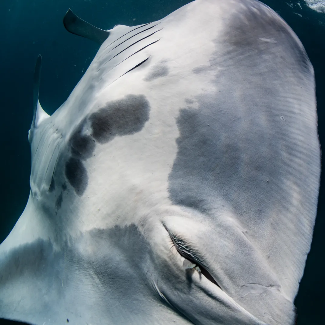 tip of a fish's tail barely sticking out of a manta ray's cloacal opening