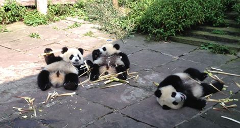 One-year-old cubs play at the nursery in Bifengxia, China