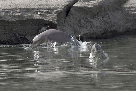 Elusive Indus River dolphins. 
