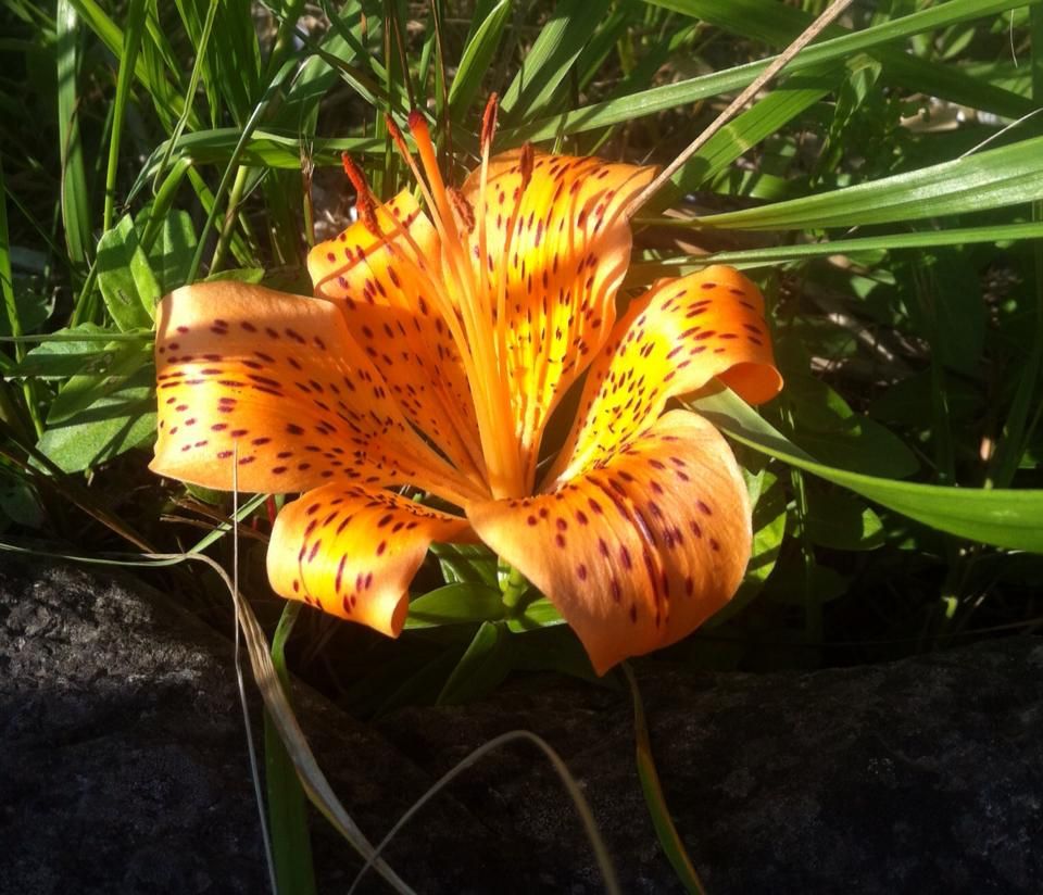 A wild tiger lily growing between rocks Smithsonian Photo Contest