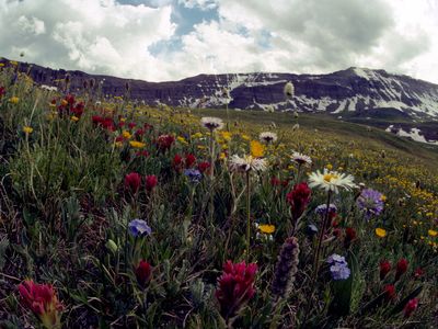 Wildflowers abound by the Absaroka Mountains, Wyoming