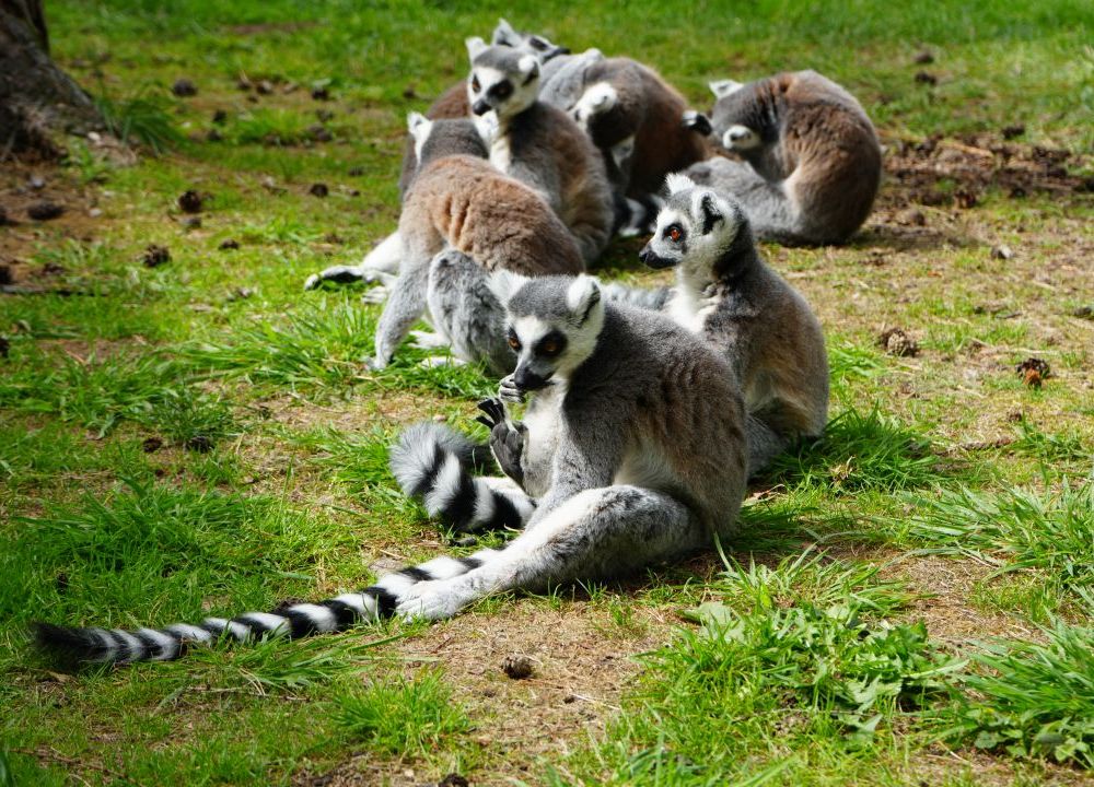 Group of lemurs sitting on grass
