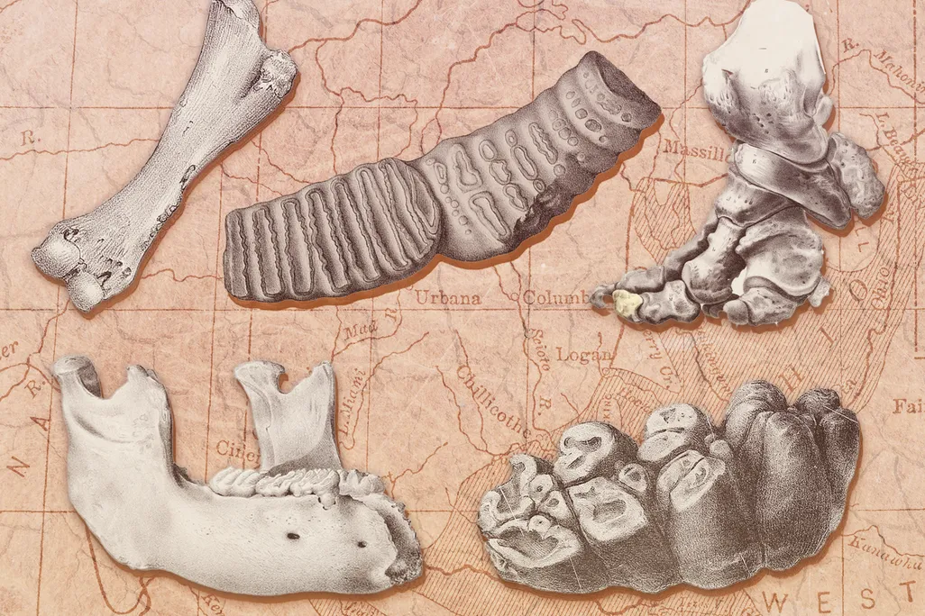 Illustration of mammoth and mastodon bones overlaid on a map of the Ohio River