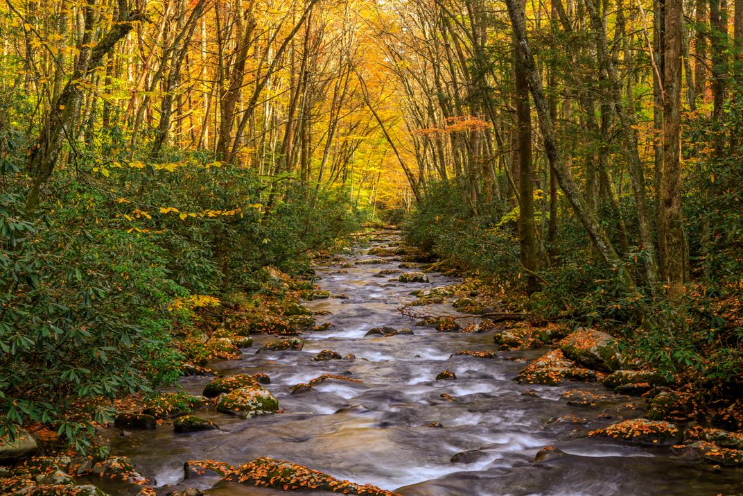 A Great Smoky Mountain Stream Surrounded By Fall Colors Smithsonian