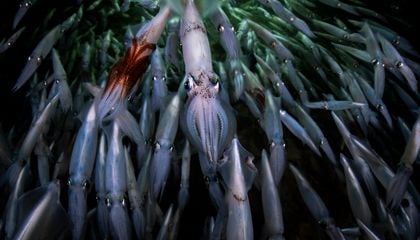 In Order to Unravel the Many Mysteries of Squids, Scientists Dive Into Their Mating Frenzies