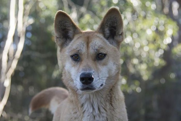Sandy the Dingo
