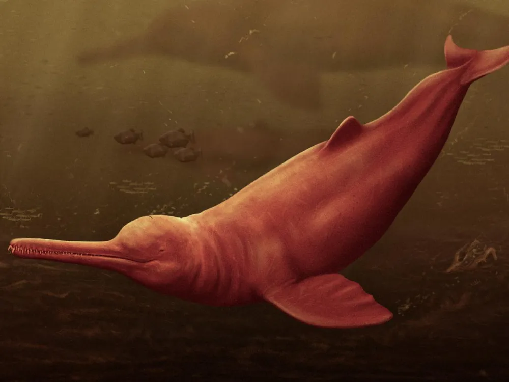 Drawing of pink dolphin
