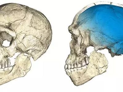 Two views of a composite reconstruction of the earliest known&nbsp;Homo sapiens&nbsp;fossils, which were discovered six years ago in Morocco and date to around 300,000 years ago.