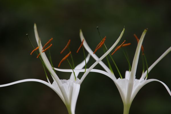 Beach Spider Lily thumbnail