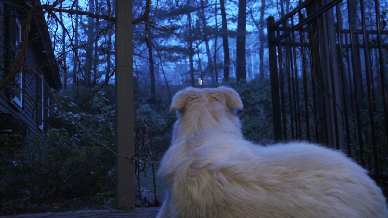 Preview thumbnail for Apollonia: A Dogumentary