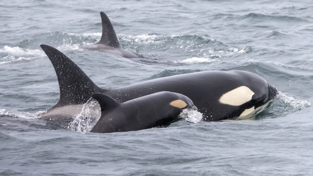 Small orca next to larger orca