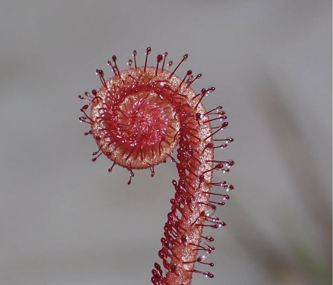 The World's Newest Carnivorous Plant Is a Red Sundew That ‘Death Hugs' Its Insect Prey. Its Survival Depends on a Rare and Disappearing Florida Habitat