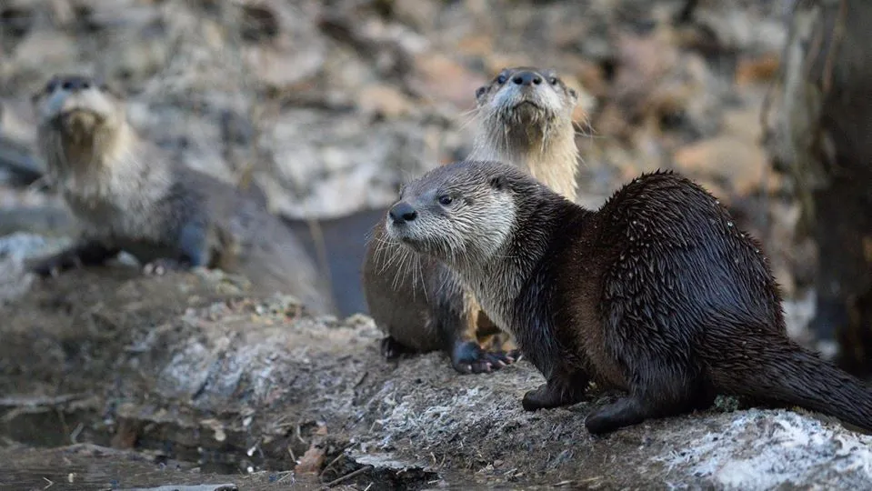 River Otter 2_Credit Matthew Fryer