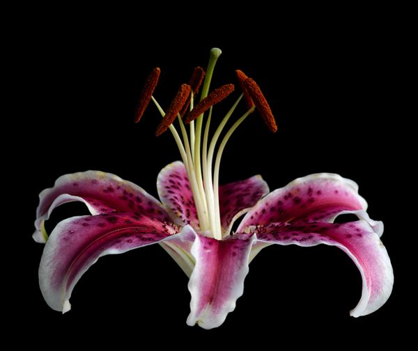 Star Gazer Lily profile in the afternoon light thumbnail
