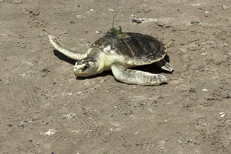 Experts attached a satellite transmitter to Pancake's shell, which will track its location for up to 90 days.
