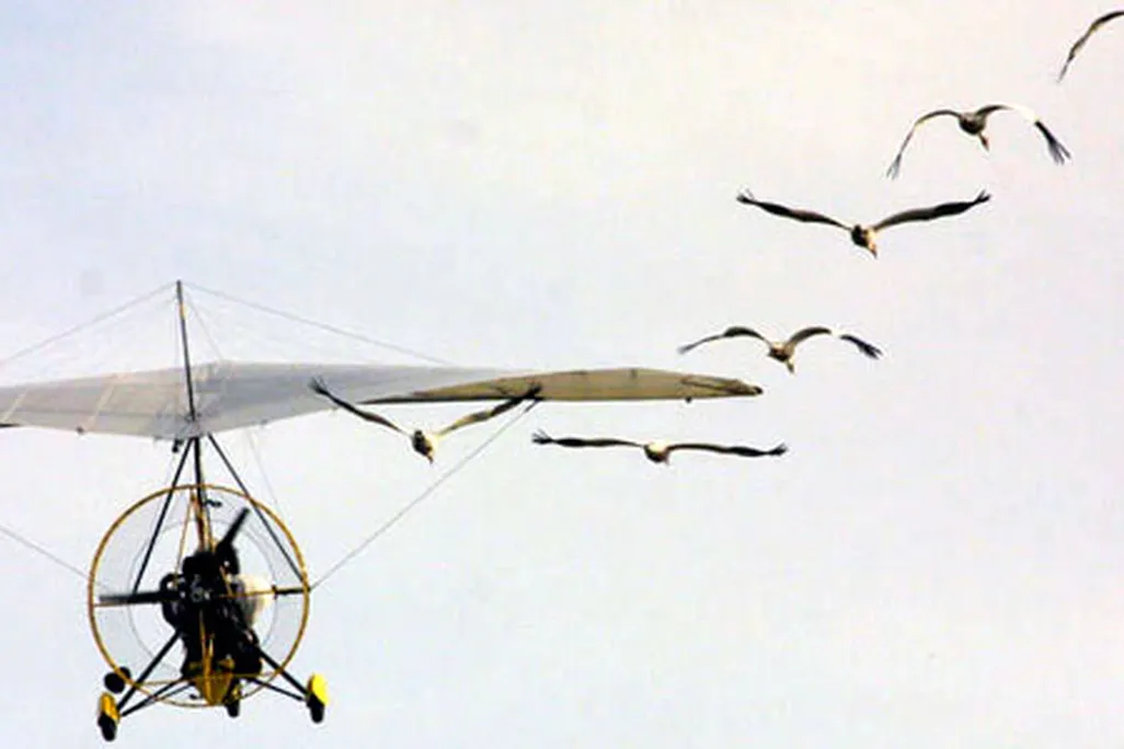 crane631.jpg