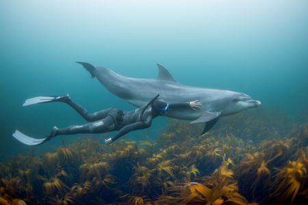 When it comes to diving, humans can't hope to keep up with flippered mammals. But an anatomist thinks she may have identified a crucial structure in dolphins that could help humans avoid the bends.