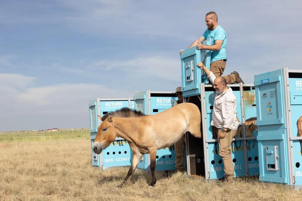 A takhi horse is released into the Alibi reintroduction center in the Altyn Dala in central Kazakhstan.