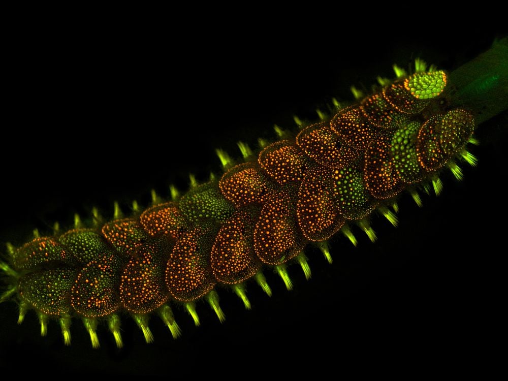 How 3D Worms Provide a Peek Into Historic Smithsonian Collection, Smithsonian Voices